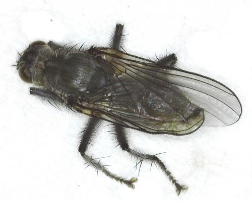 Ceratinostoma ostiorum